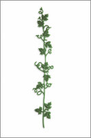Wachsmotiv Weinranke mittelgrün, 20cm