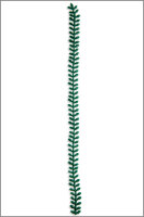 Wachsmotiv Myrtenranke grün, 22cm